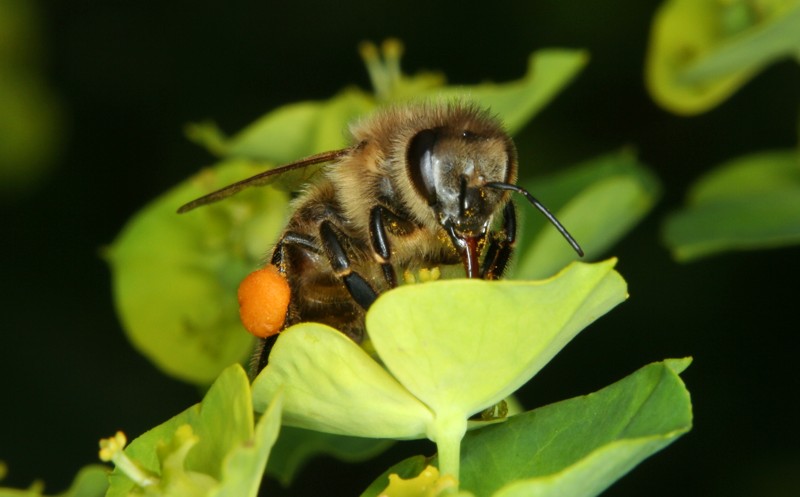 Honigbiene mit Pollenhschen auf Wolfsmilch